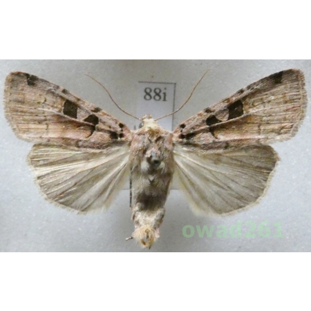 Xestia triangulum (Hufnagel, 1766) Rolnica trójkątówka Czech88i